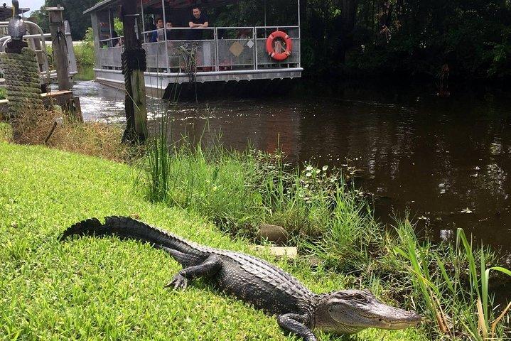 Jean Lafitte 90-minutters sump- og Bayou-bådtur