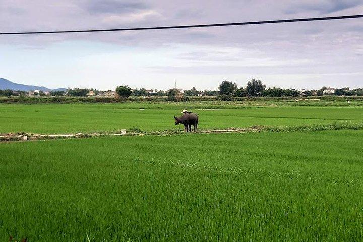 Excursão Terrestre: Hoi An Countryside Bike Tour from Tien sa ou Chan May Port