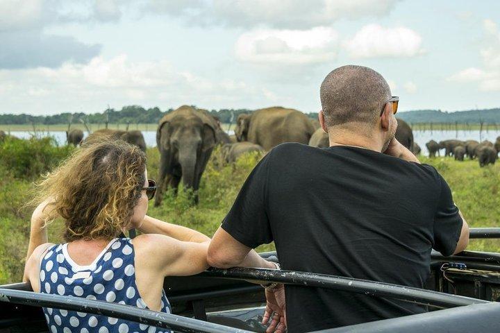 ダンブッラからの半日ミネリヤ国立公園サファリ
