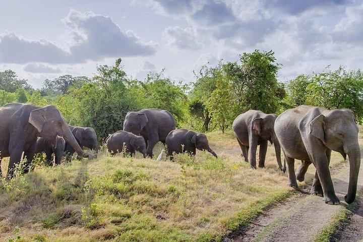 シギリヤからの半日ミネリヤ国立公園サファリ