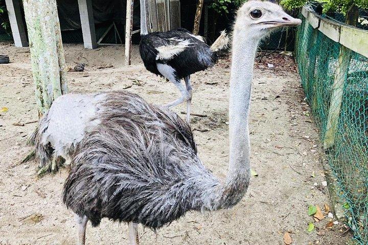 Tour di Johor Day da Singapore - Ostrich Farm, Beach, Waterfall, Fireflies [Car]