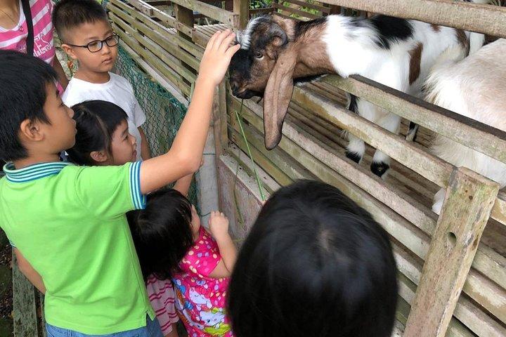 Tour di Johor Day da Singapore - Lasertag, Eco Farm, Go Kart [Car]