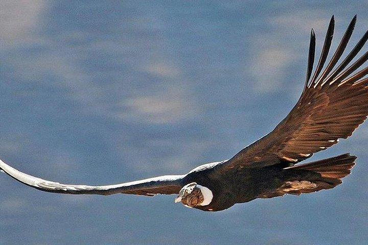 Private Colca Full-Day Tour vanuit Arequipa