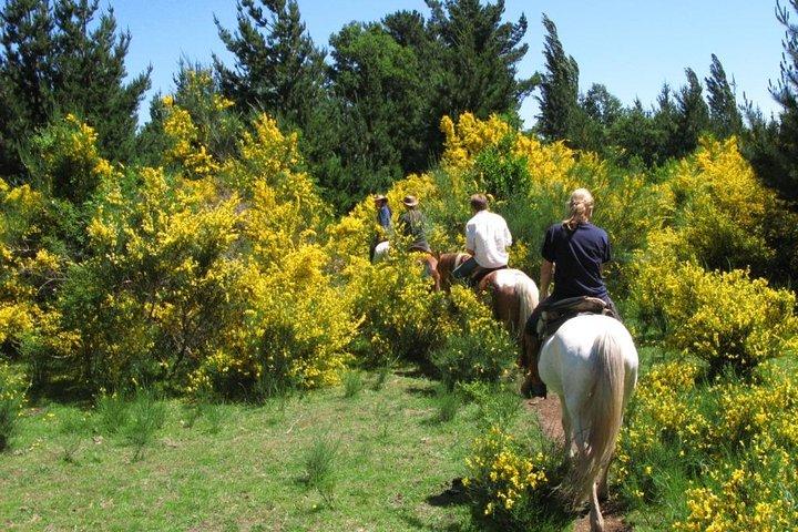 Excursión a caballo Trailride