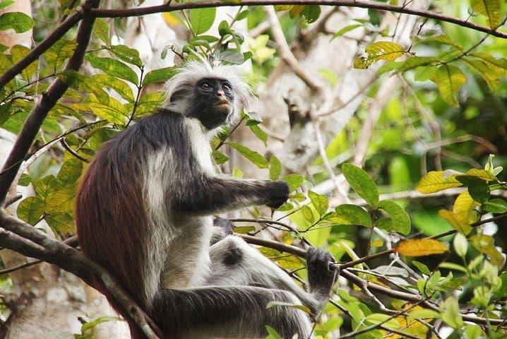 Half-Day Private Jozani Chwaka Bay Forest Tour in Zanzibar