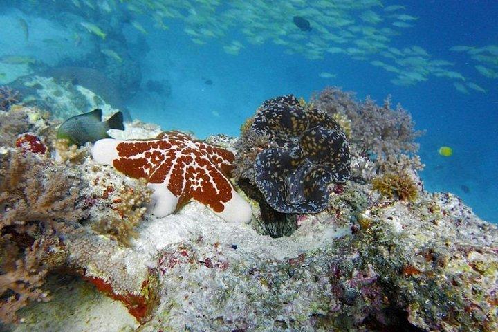 Experimenta la Magia de Mnemba : Half-Day Dolphin & Snorkeling