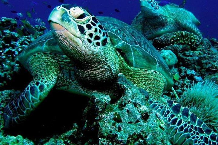 セブからボホール島：ボホール ツアーとファイアフライ ツアー付きの 2D および 1N