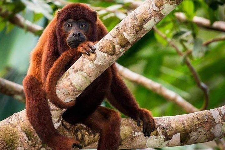 Sandoval-See und Tambopata-Nationalreservat