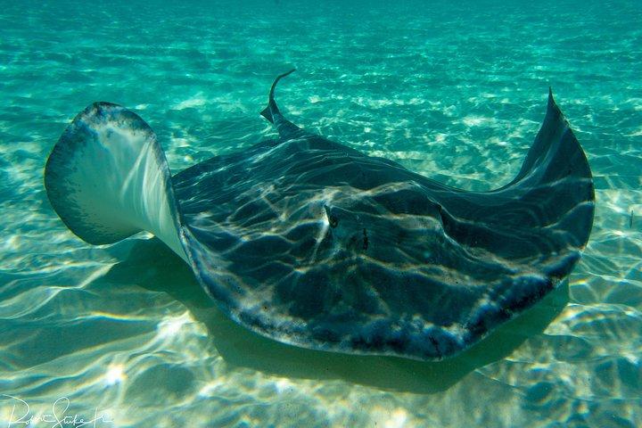 Starfish Point, Stingray City-Sandbar og Coral Gardens