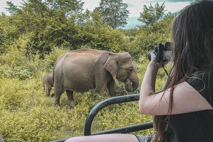 Halvdags Udawalawe Safari (entré + frokost)