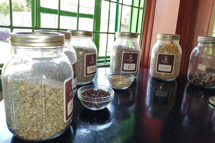 ナイロビコーヒーファームと工場見学