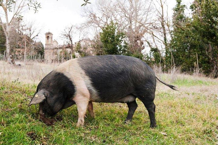 La Cinta Senese: i salumi tipici della Valdichiana Senese