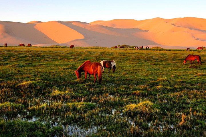 Tour di scoperta del deserto del Gobi e del Parco Nazionale di Terelj di 15 giorni