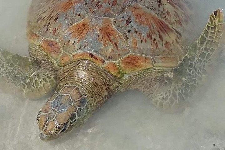 Hideaway Island Escape, Blue Lagoon und Turtle Experience