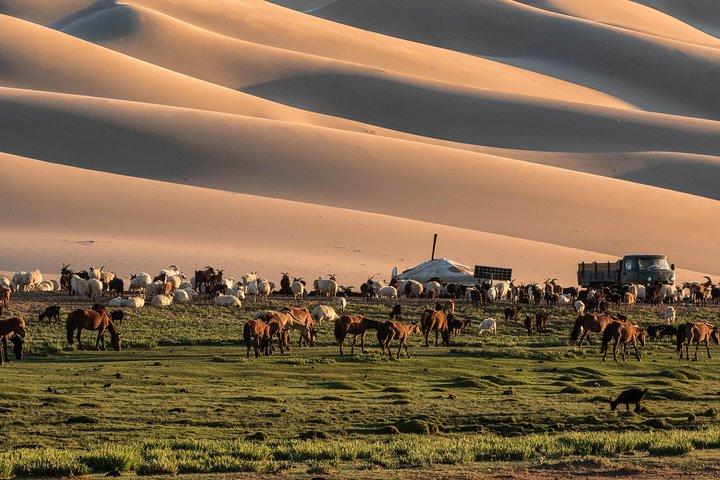12 dage Gobi-ørkenen og ekspress Mongoliet