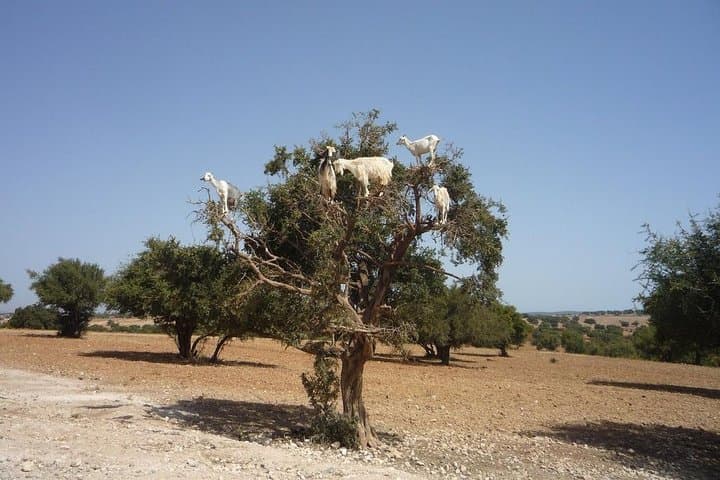 Tafraout and Tiznit Private tour