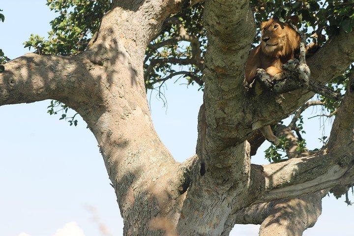 Trekking de Gorila em Uganda por 4 Dias e Safari da Vida Selvagem