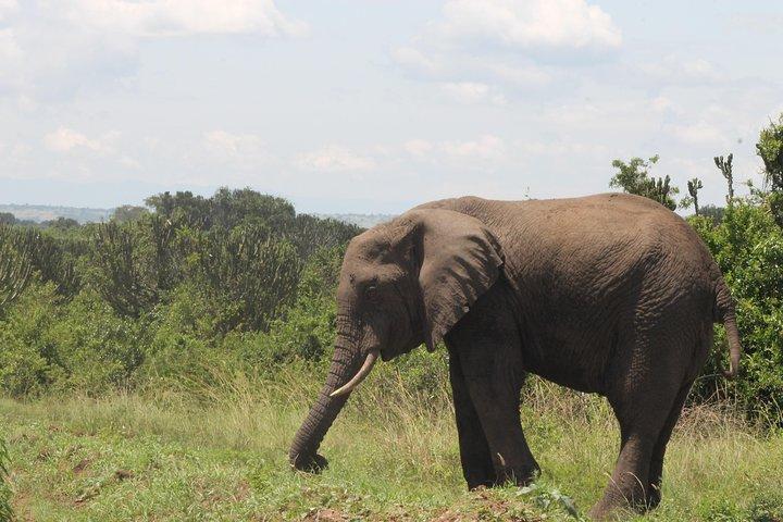 7 dias em Murchison Falls, Chimps e Gorilla Trekking