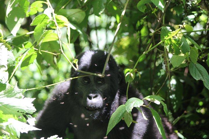 Trekking de gorila de 4 dias e macacos dourados