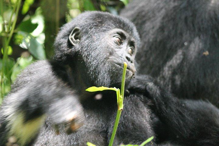 Trekking de gorilas de 3 dias e experiência Batwa