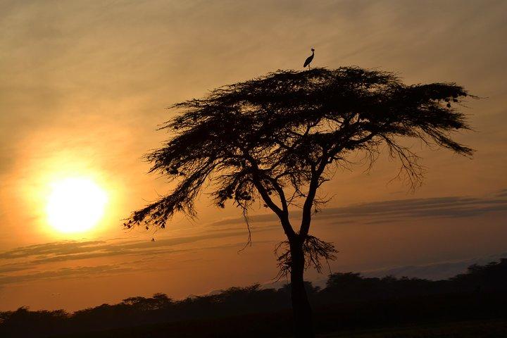 6 jours à Amboseli, au lac Nakuru et au Masai Mara