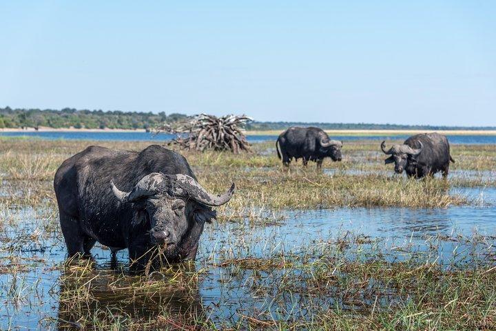 Chobe Day Trip