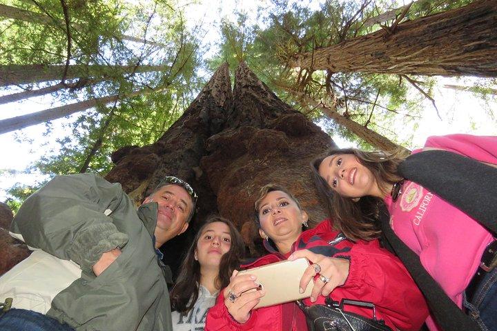 El mejor tour privado combinado de San Francisco, Muir Woods y Sausalito