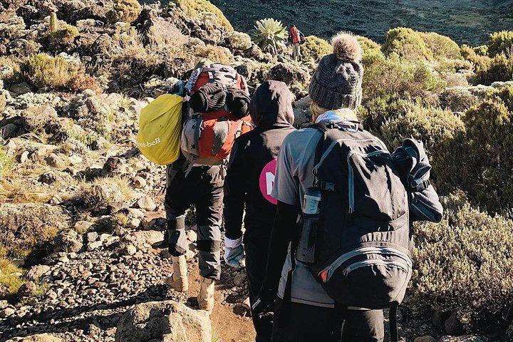 Kilimanjaro Mandara Hut Caminata de un día y masaje a pie después de la caminata
