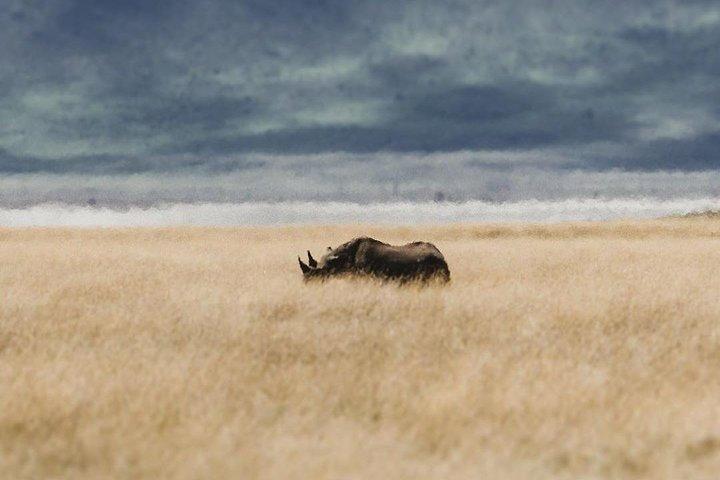 Excursion d'une journée à Ngorongoro avec des expériences Massaï