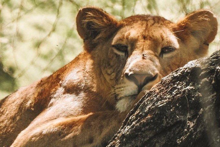 Excursion d'une journée à Ngorongoro avec des expériences Massaï