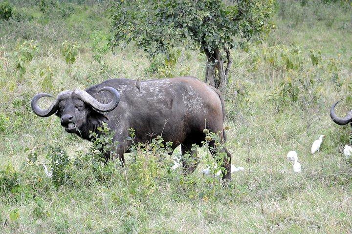 Day Trip To Lake Nakuru National Park