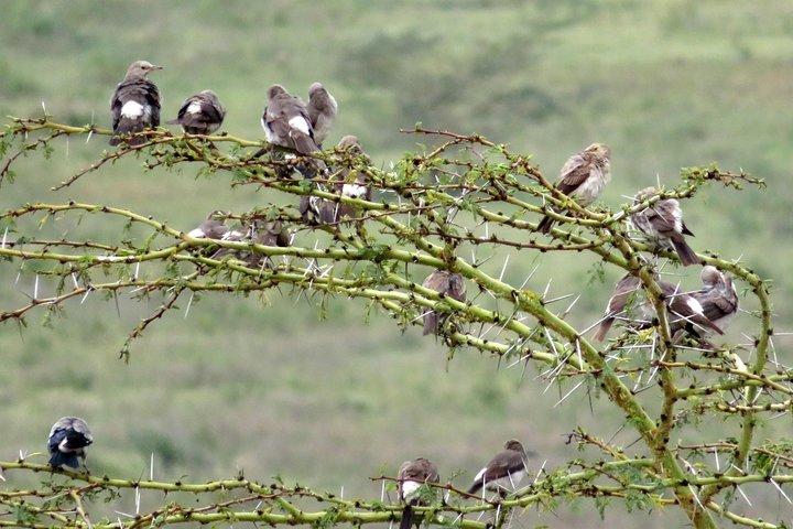 Day Trip To Lake Nakuru National Park