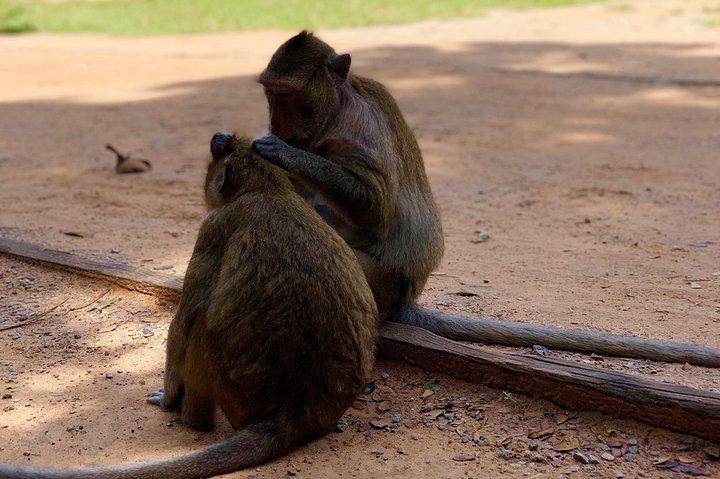Preah Vihea + Koh Ker + Beng Mealea, Private Tour
