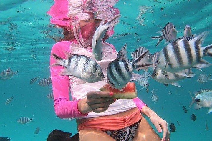 Experimenta la Magia de Mnemba : Half-Day Dolphin & Snorkeling