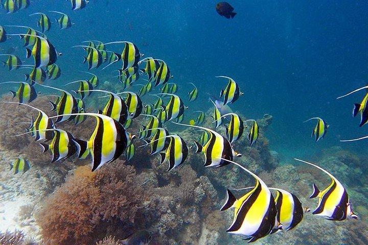 Experimenta la Magia de Mnemba : Half-Day Dolphin & Snorkeling