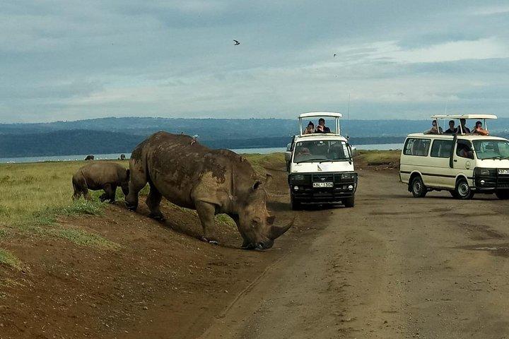 6 jours Maasai Mara - Nakuru - Safari de groupe à petit budget Amboseli.