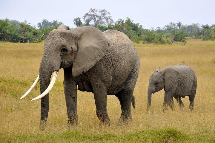 Getaway Amboseli di 2 giorni