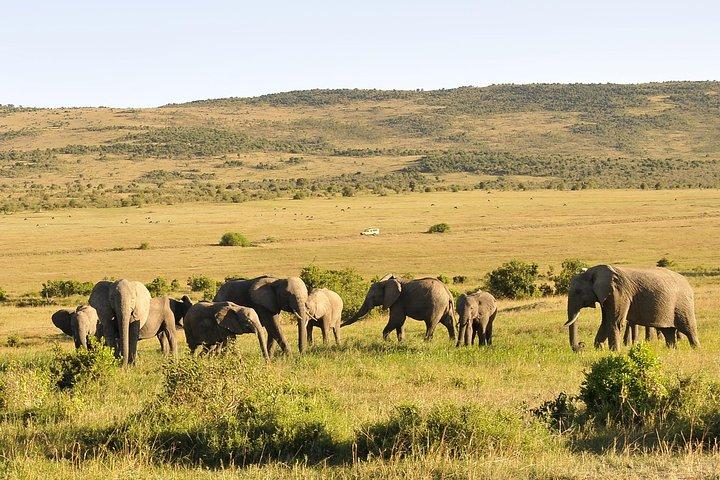 Safari Maasai Mara di 3 giorni 2 notti