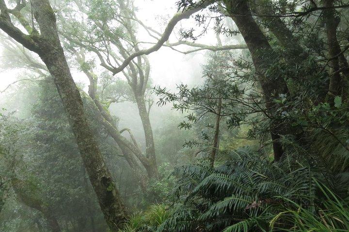 Skeleton Gorge naar de top van de Tafelberg
