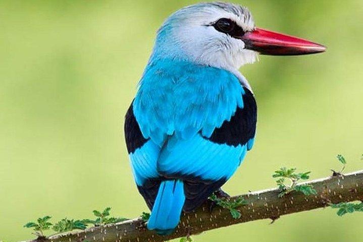 3 dages Nyungwe Naturskov tur i Rwanda