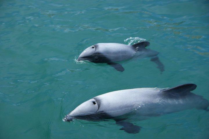 Excursion de voile et de faune Akaroa Fox II Sailing