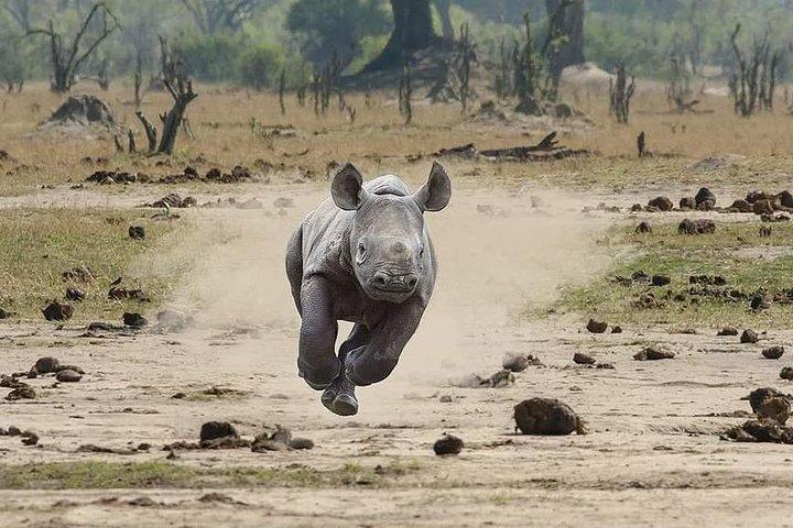 Panorama Safariパッケージによる2泊3日クルーガー