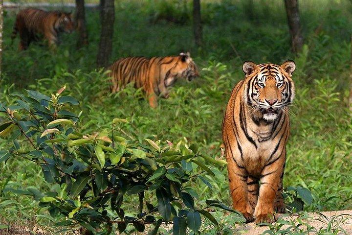 シュンドルバンの大自然の驚異の奥深くに飛び込んでみましょう。
