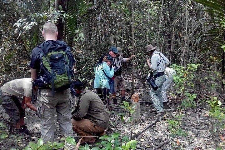シュンドルバンの大自然の驚異の奥深くに飛び込んでみましょう。