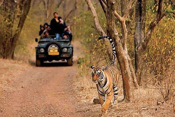 Tour safari della Riserva della tigre di Sariska da Jaipur