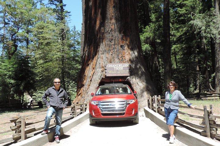 Private Avenue of the Giants Redwoods Day Trip från San Francisco