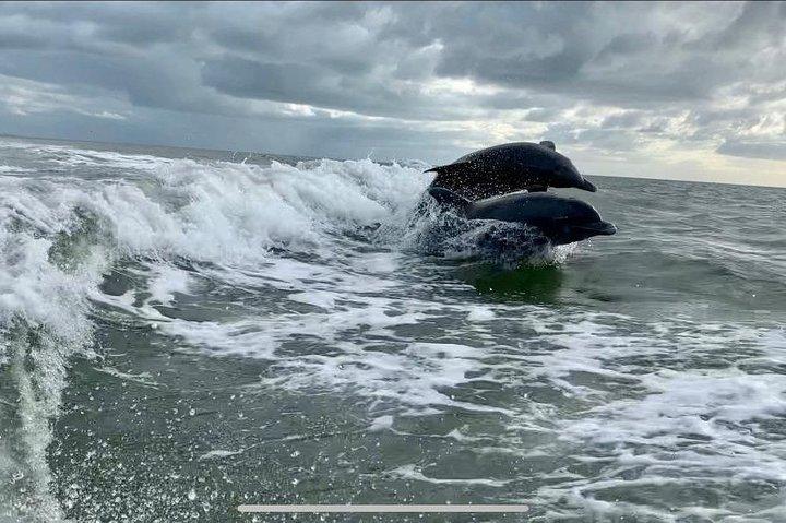 Excursiones con delfines - Fort Myers Beach / Nápoles