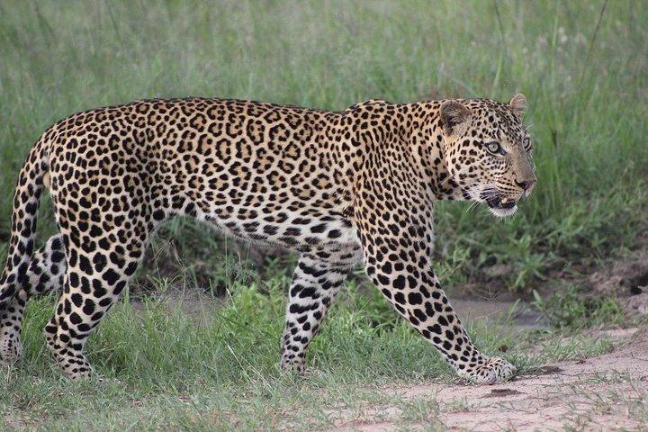 04 Nächte 05 Tage Nakuru Masaai Mara Safari