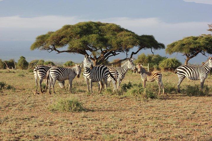 04 Nächte 05 Tage Nakuru Masaai Mara Safari
