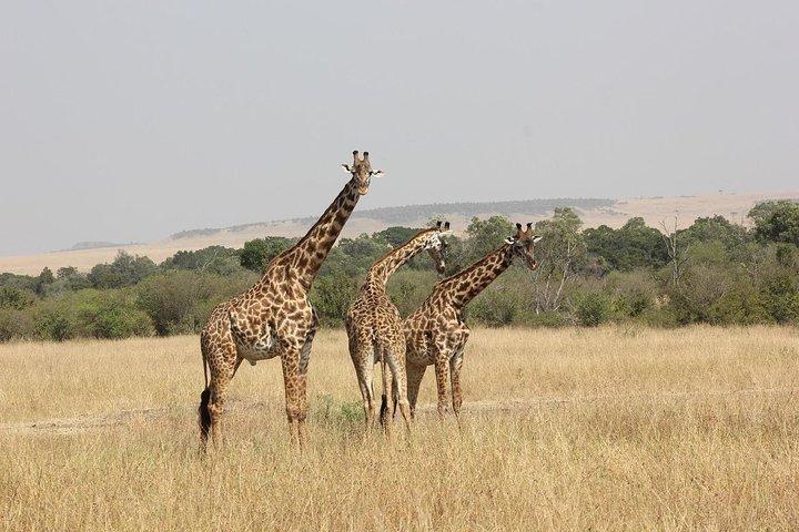 04 Nächte 05 Tage Nakuru Masaai Mara Safari